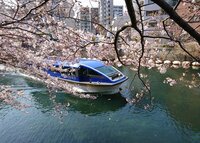 [Limited Time Offer] Lunch Plan with Cherry Blossom Viewing Cruise
